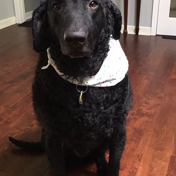 Pet Bath & Beyond - My baby fresh from a bath thanks alma - Pet Groomers Near Me - San Antonio, Texas