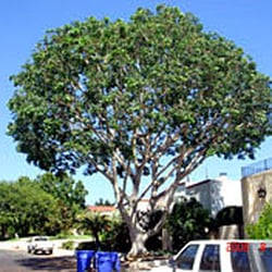 Leaf It To Us Tree Service - AFTER