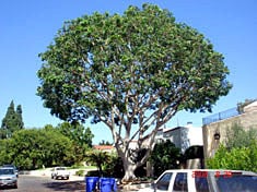 Leaf It To Us Tree Service - tree service in San Diego, CA
