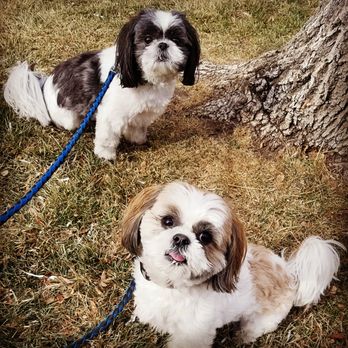 Charlie's Walkers - Dog Walkers Near Me Charlie's Walkers - Dog Walkers Near Me
