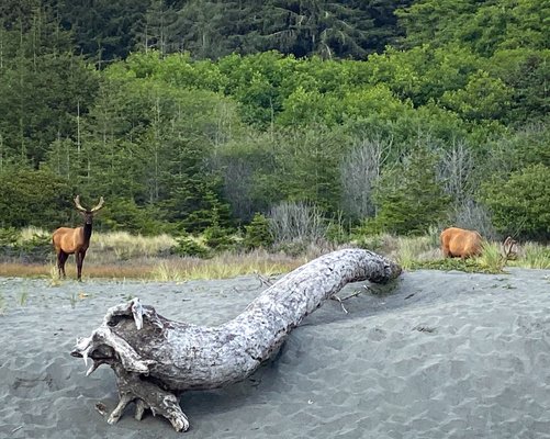 Gold Bluffs Beach Campground by null