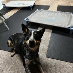 TaylerMade Training - Radar working on Scent Training!