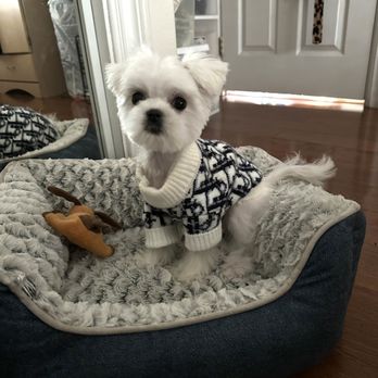 Magic Groomer - Kevin - Pet Sitting Near Me - Arcadia, California