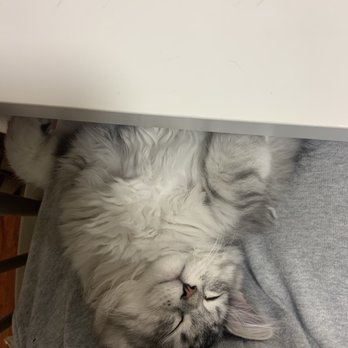 Charodey Siberians - Pet Breeders Near Me