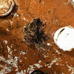 Bennie's Plumbing - They pulled out a bunch of roots the technician showed me the issue I was having 100% satisfied with their work