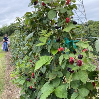 Froberg's Farm - Blackberry picking - Pick Your Own Farms Near Me - Alvin, Texas Froberg's Farm - Blackberry picking - Pick Your Own Farms Near Me - Alvin, Texas