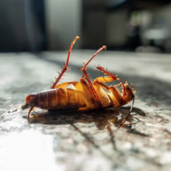 Jensen's Pest Control