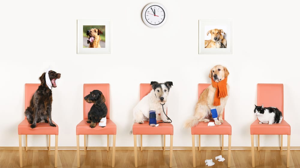 OMRO ANIMAL HOSPITAL Updated October 2024 645 Hawthorne Dr, Omro, Wisconsin Veterinarians