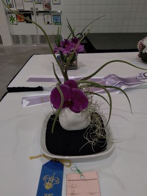 ORCHID SHOW - FORT LAUDERDALE ORCHID SOCIETY - 70 Photos - 1950