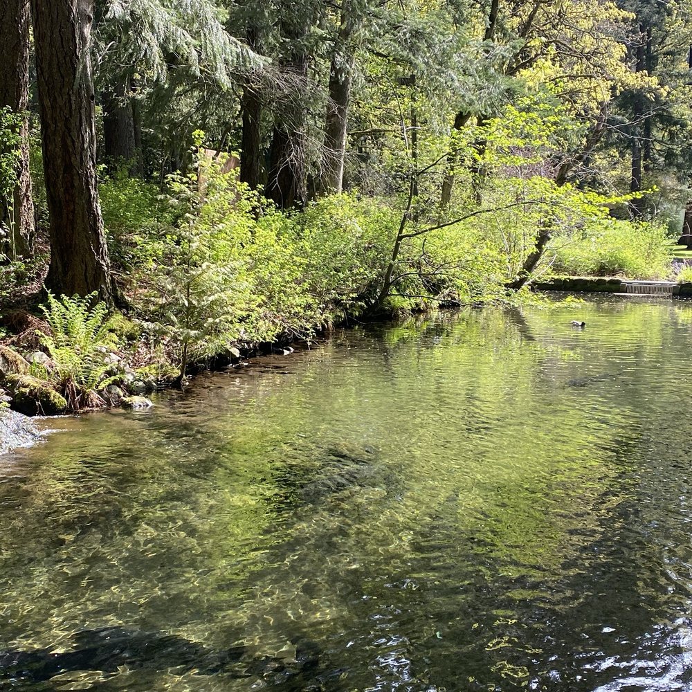 White Sturgeon pond White Sturgeon pond