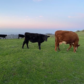 Wildcat Canyon Regional Park - So many cows! - Parks Near Me - Richmond, California Wildcat Canyon Regional Park - So many cows! - Parks Near Me - Richmond, California