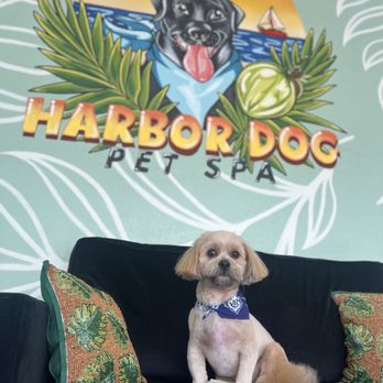 Harbor Dog Pet Spa - Pet Groomers Near Me - Tampa Bay, Florida Harbor Dog Pet Spa - Pet Groomers Near Me - Tampa Bay, Florida