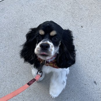 Gimmie A Bark - Pet Groomers Near Me - Friendswood, Texas