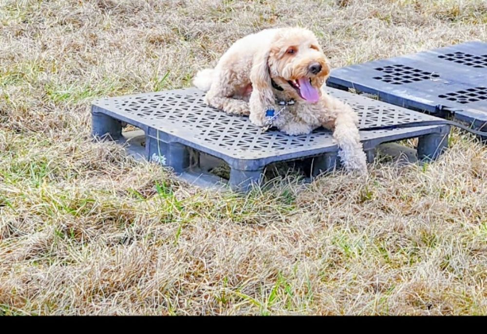 War and Peace K9 Image