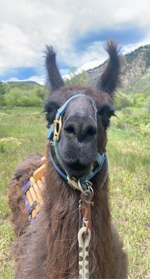 Paragon Guides by null