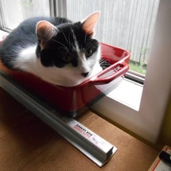 Pet Adoption Center - Out of the Litter Pan, and into the Lasagna Pan.