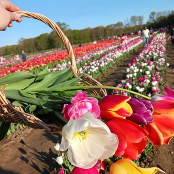 Wicked Tulips Flower Farm - Pick Your Own Farms Near Me - Preston, Connecticut Wicked Tulips Flower Farm - Pick Your Own Farms Near Me - Preston, Connecticut