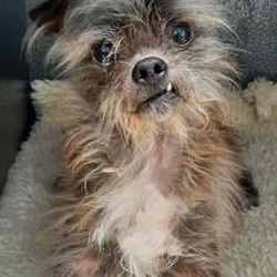 Sunrise Veterinary Services - Because of Sunrise Veterinary Servicies, I have heartworm. :(