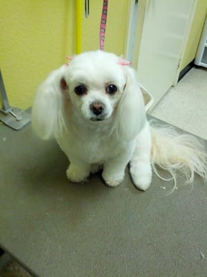 dog beauty salon near me