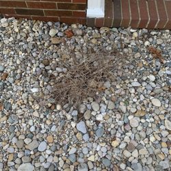 Unique Designs Nursery & Landscaping - Dead bush!