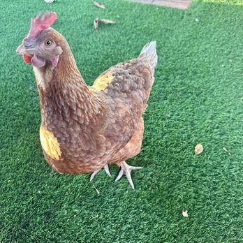 El Rincon Alegre - Friendly chicken roaming around outdoor tables - Cajun/Creole Near Me - Miami, Florida