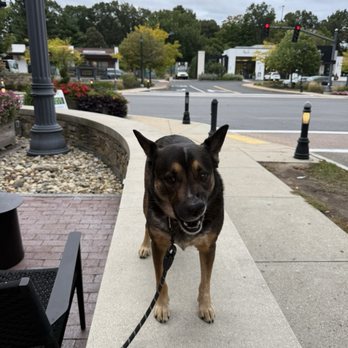 TubWagon Grooming - Lyla - Pet Groomers Near Me TubWagon Grooming - Lyla - Pet Groomers Near Me
