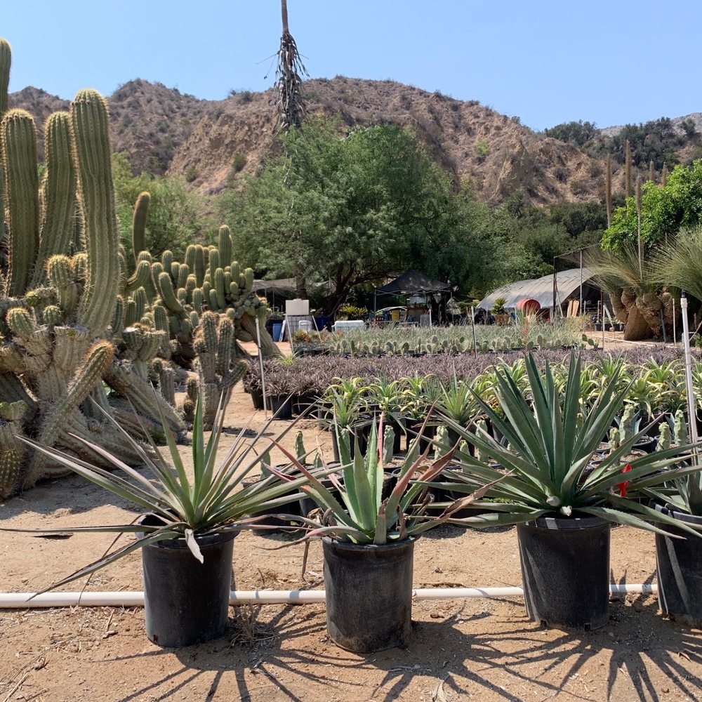 Sal’s Cactus Mart - Sal's Cactus Mart - Nurseries & Gardening Near Me - Fillmore, California Sal’s Cactus Mart - Sal's Cactus Mart - Nurseries & Gardening Near Me - Fillmore, California