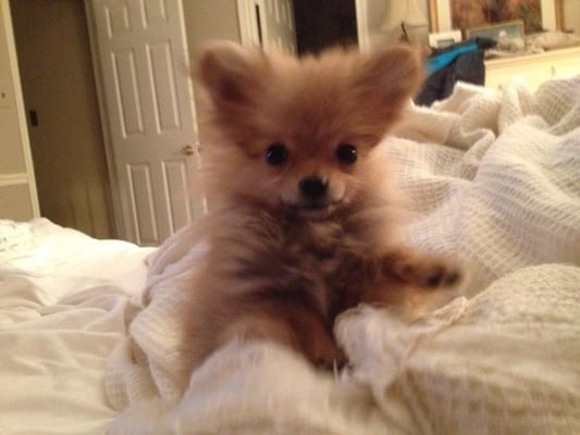 puppy stop and adopt