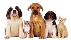 Lincoln Vet Hospital - pet boarding facility in Lincoln, NE