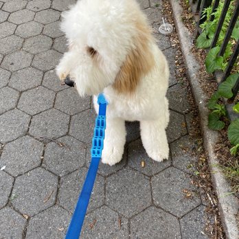 Unleashed Spa - Pet Groomers Near Me - New York, New York Unleashed Spa - Pet Groomers Near Me - New York, New York