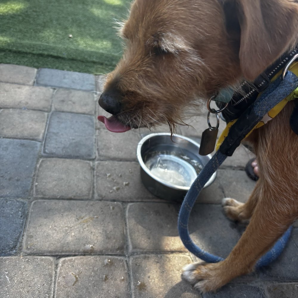 Solvang Brewing Company - My dog - Breweries Near Me - Solvang, California Solvang Brewing Company - My dog - Breweries Near Me - Solvang, California