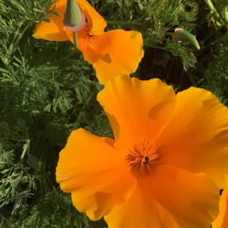 Spring Flowers