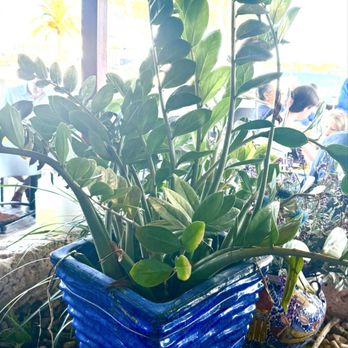 Wahoo's Bistro & Patio - Beautiful ZZ Plant decor - Seafood Near Me - Bermuda, Virgin Islands Wahoo's Bistro & Patio - Beautiful ZZ Plant decor - Seafood Near Me - Bermuda, Virgin Islands