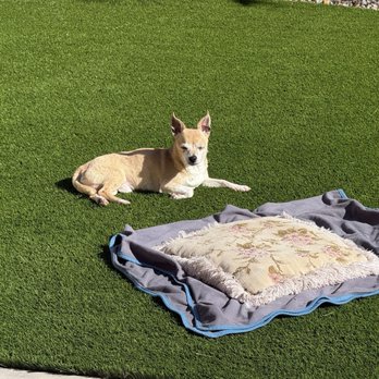 US Turf - Little man loves to sunbathe in morning sunrise. - Artificial Turf Near Me - Las Vegas, Nevada