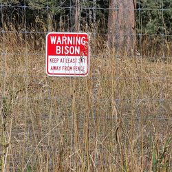 Bison warning  10-10-2023