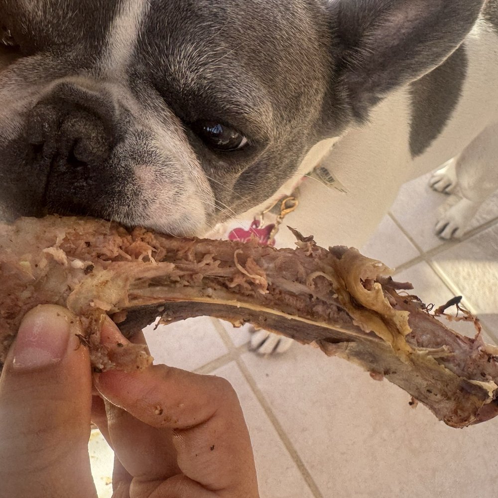 Contents of doggy bag being enjoyed!