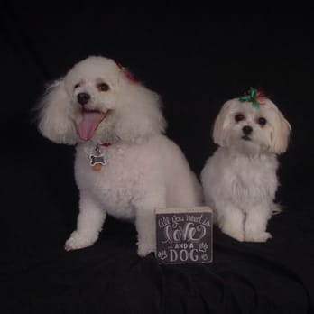 TLC Pet Salon - Pet Groomers Near Me - Apopka, Florida