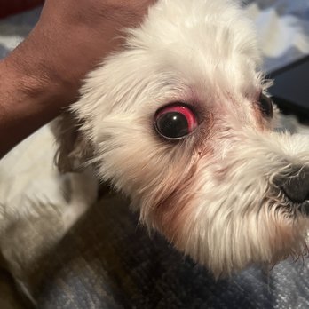CF Personal Grooming Salon - Eyeball hemorrhaging from being choked - Pet Groomers Near Me - Spring, Texas