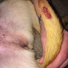 The cut my dog had on her tail when I picked her up, which Nancy Hook barely acknowledged. The cut my dog had on her tail when I picked her up, which Nancy Hook barely acknowledged.