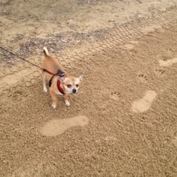 Paws Chicago Run for Their Lives 8K Run/4K Walk - Midway, my chihuahua ready for the walk. But first a detour to the beach.