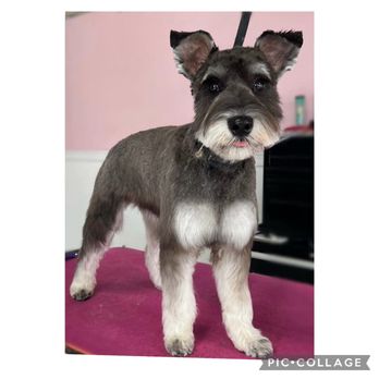 The Paw Wash - Pet Groomers Near Me The Paw Wash - Pet Groomers Near Me