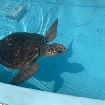 The Turtle Hospital - Veterinarians Near Me - Marathon, Florida The Turtle Hospital - Veterinarians Near Me - Marathon, Florida