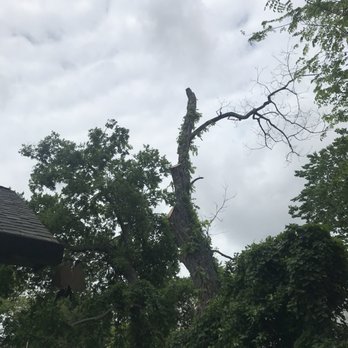 Valerio's Tree Service and More - Dead Pecan Tree After - Tree Services Near Me Valerio's Tree Service and More - Dead Pecan Tree After - Tree Services Near Me
