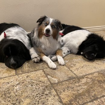 Barkingham Palace - Zzzzzzzz.... - Pet Groomers Near Me - Thousand Oaks, California Barkingham Palace - Zzzzzzzz.... - Pet Groomers Near Me - Thousand Oaks, California