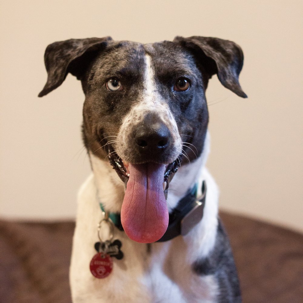 hlbb flea collar