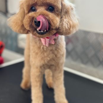 Outlet Mobile Pet Grooming - Pet Groomers Near Me Outlet Mobile Pet Grooming - Pet Groomers Near Me