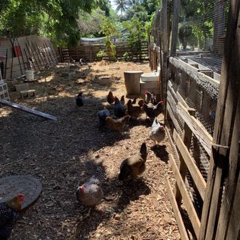 Keiki & Plow - Chickens!! - Pick Your Own Farms Near Me - Honolulu, Hawaii Keiki & Plow - Chickens!! - Pick Your Own Farms Near Me - Honolulu, Hawaii