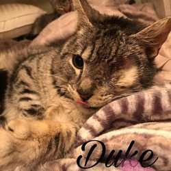 East Hill Veterinary Clinic - This is a feral cat that was run over by a car, close to death. Dr. Chana saved him, amputating a leg and removing an eye.