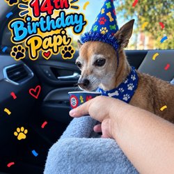 Killeen Police Department - My rescue chi.When I got him almost 14 yrs.ago he was so small that I had to bottle feed him.
