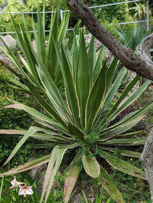 Giardini la Mortella by null